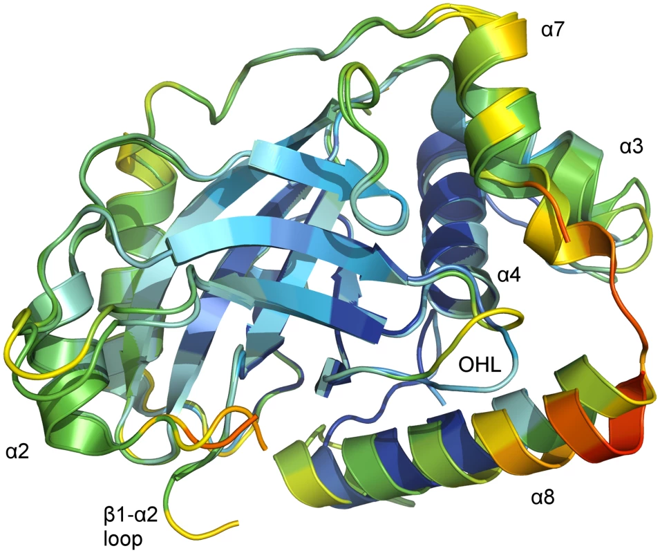 B-factor coloring of superposed chains of the asymmetric unit of monomeric pUL26N from PrV.