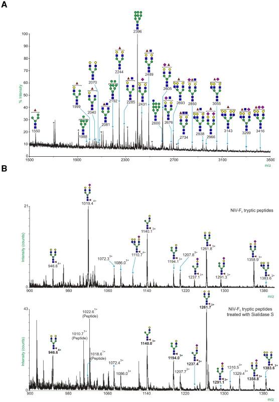 The F3 N-glycan on NiV-F is a complex N-glycan containing putative binding sites for galectin-1.