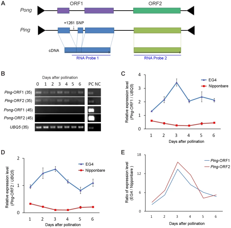 <i>Ping</i> expression during seed development.