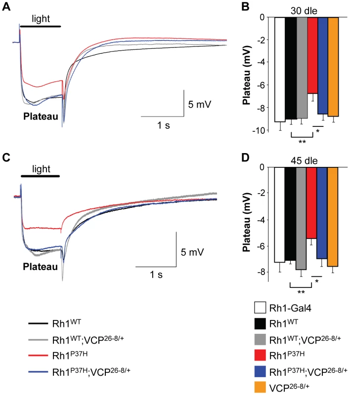 Blindness in <i>Rh1<sup>P37H</sup></i>-expressing flies is rescued in a <i>VCP</i> hypomorphic background.