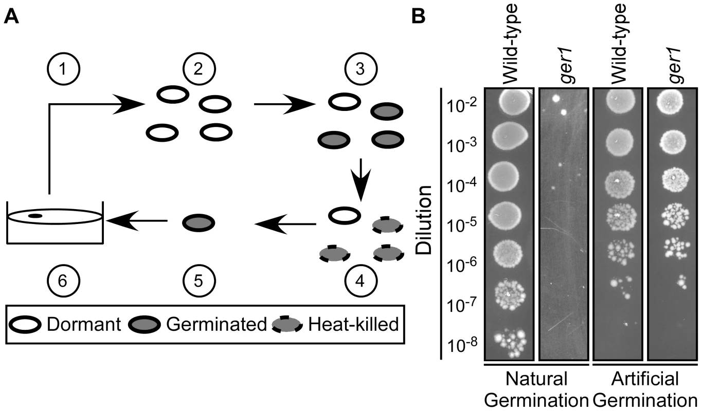 Isolation of <i>C.</i> <i>difficile</i> germination-null mutants.