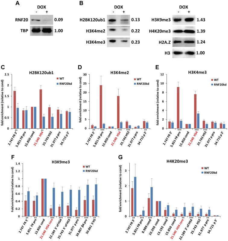 Long term loss of H2B ubiquitination results in a breach of the HS4 chromatin boundary.