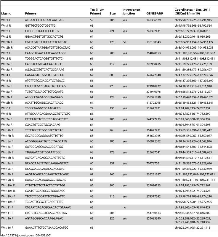 Primer sequences for RT-PCR of mouse Wnt genes.