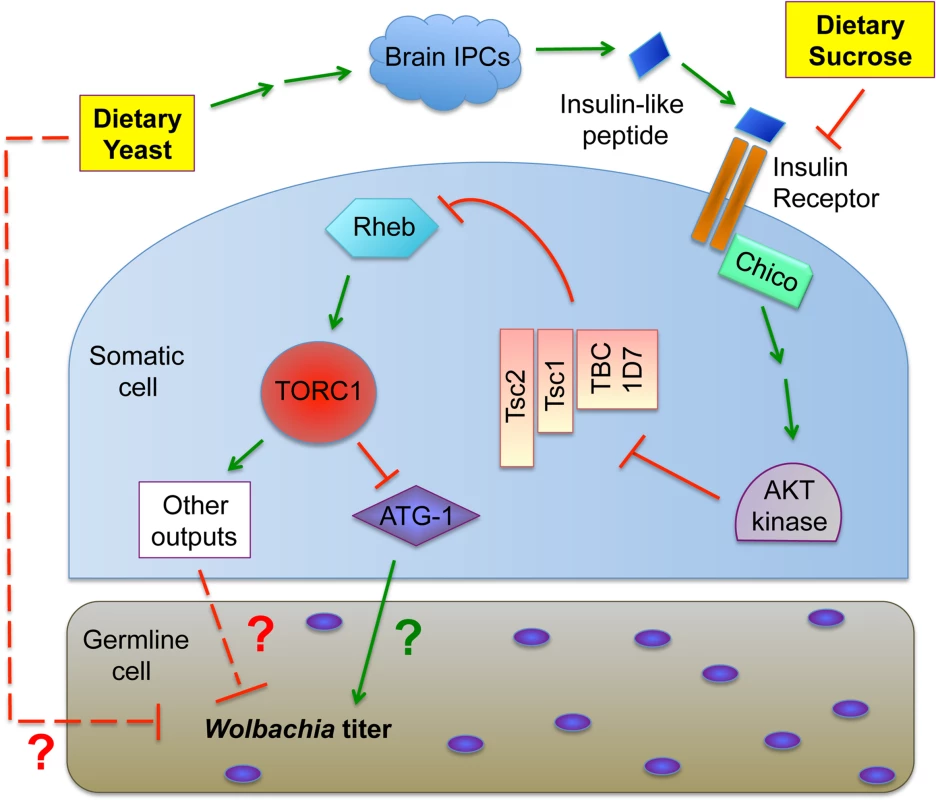 Model for the impact of host diet on germline <i>Wolbachia</i> titer.