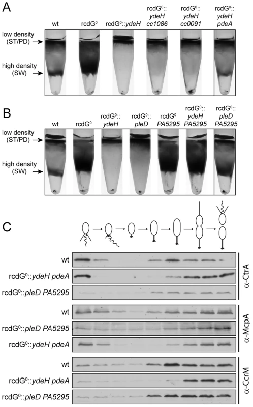 Redundant enzymes facilitate c-di-GMP fluctuations during the cell cycle.