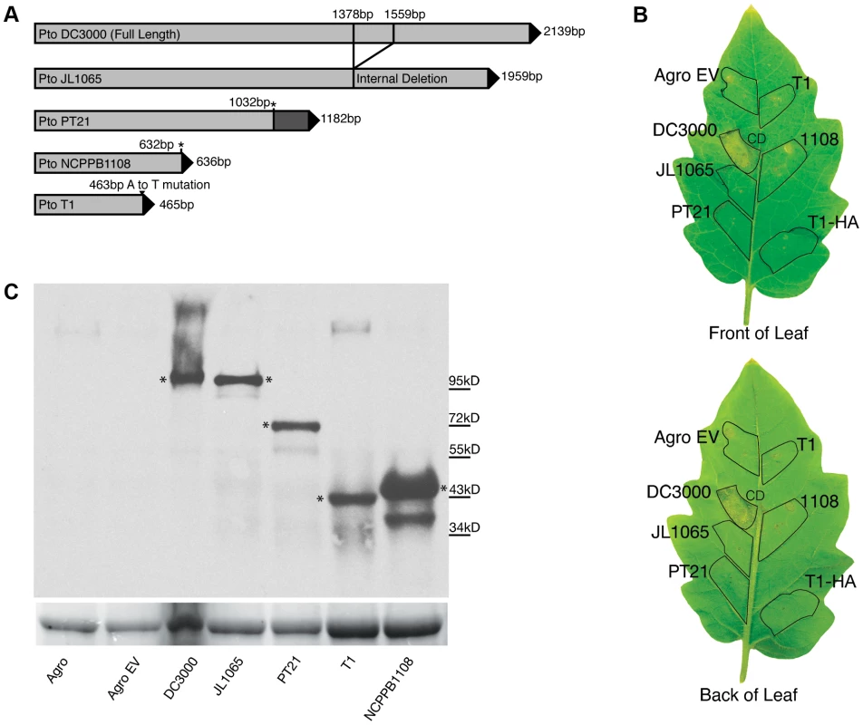 The <i>hopM1</i> gene is disrupted in all T1-like and JL1065-like strains.