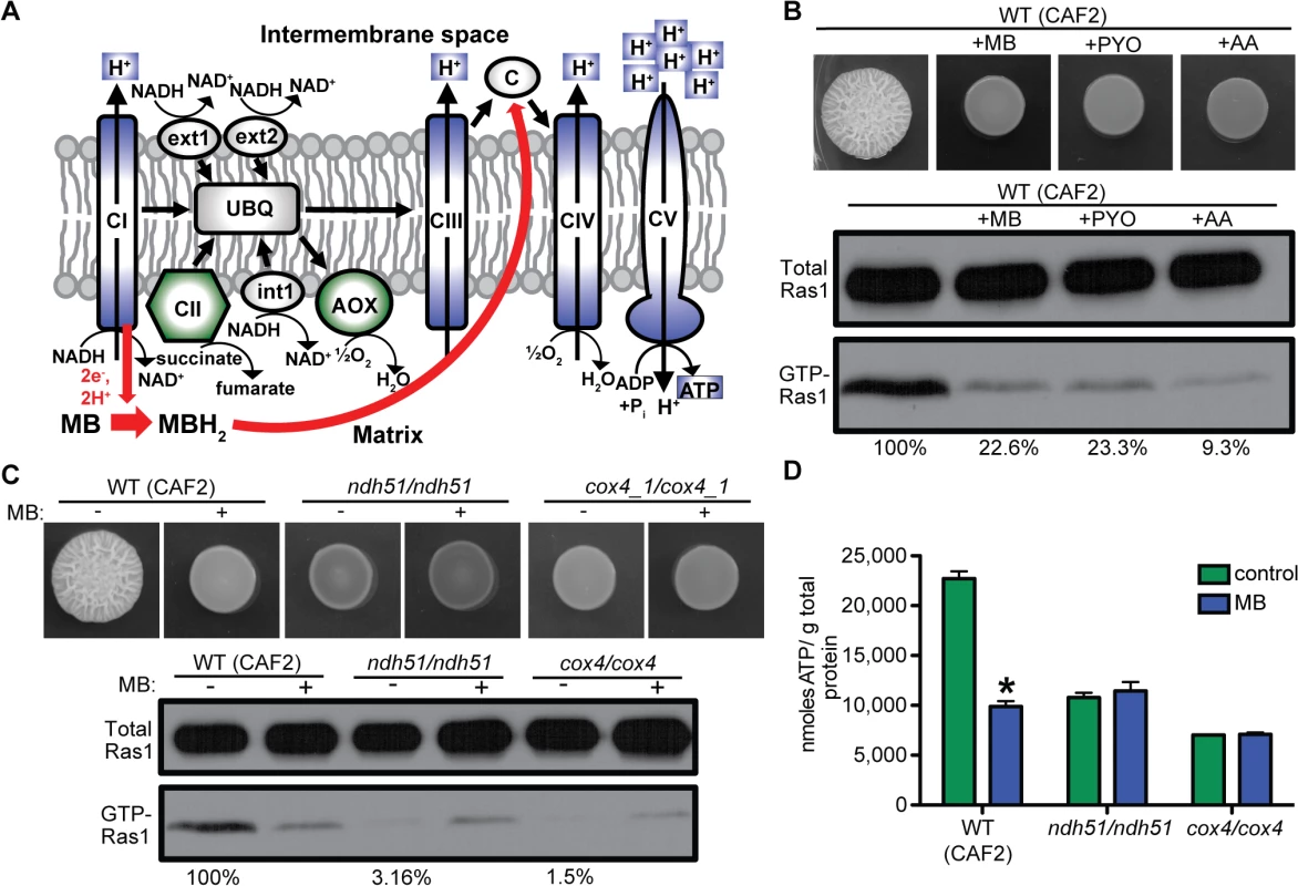 Ras1 signaling is modulated by respiratory activity and correlates with total intracellular ATP levels.