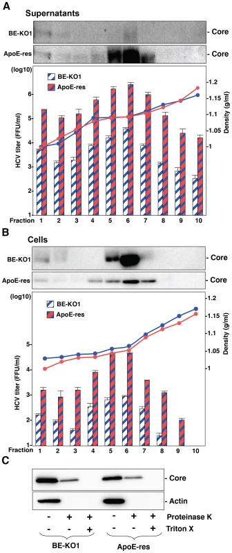Apolipoproteins participate in the post-envelopment step of the HCV life cycle.