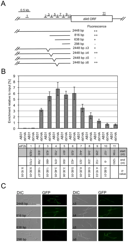Rbf1 binds to the promoter of the Rbf1-dependently expressed <i>dik6</i> gene.
