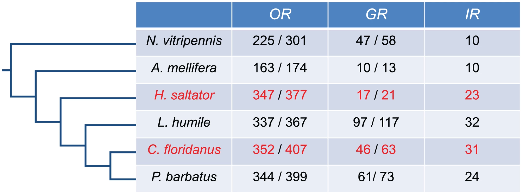 Annotation of <i>C. floridanus</i> and <i>H. saltator</i> chemosensory receptor genes.