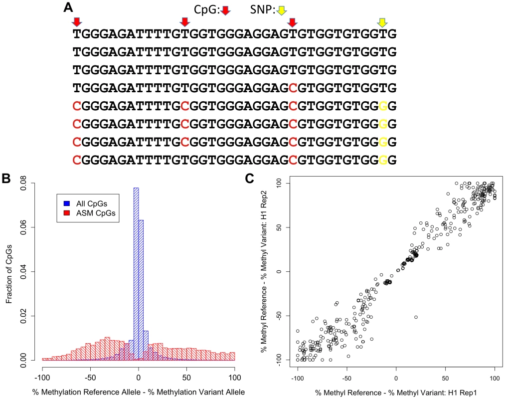Discovery of ASM by reduced representation bisulfite sequencing.