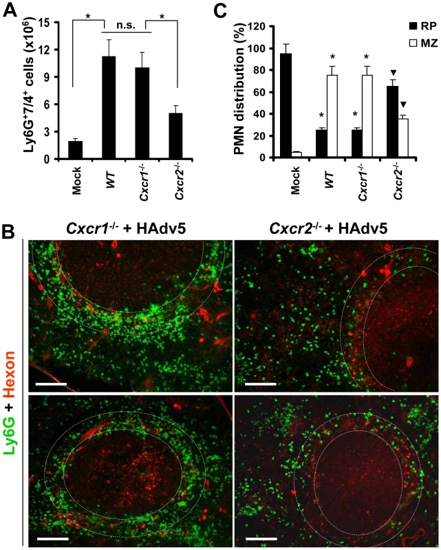 The retention of Ly-6G<sup>+</sup> cells in the splenic marginal zone requires CXCR2, but not CXCR1, signaling.