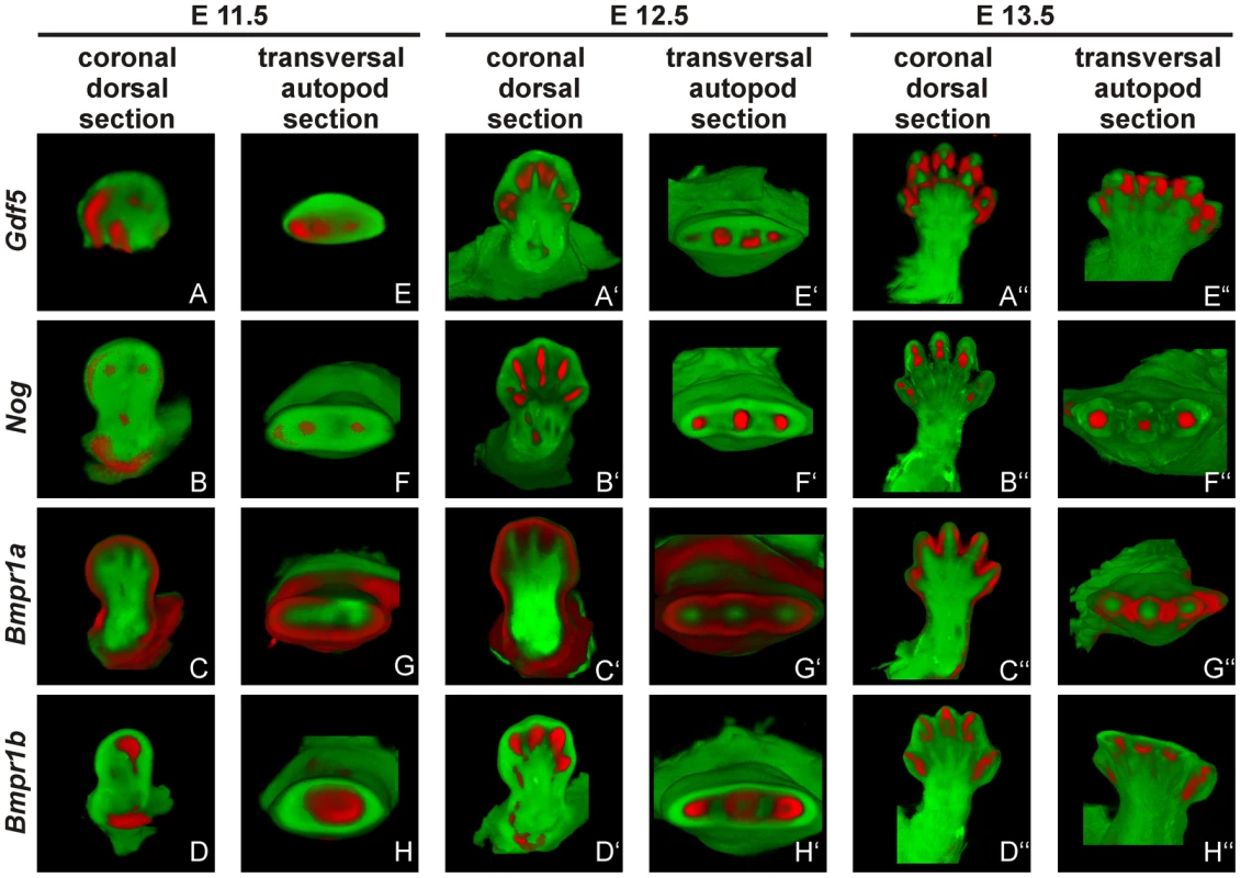 <i>Gdf5</i>, <i>Nog</i> and <i>Bmpr1b</i> are co-expressed during murine limb development.