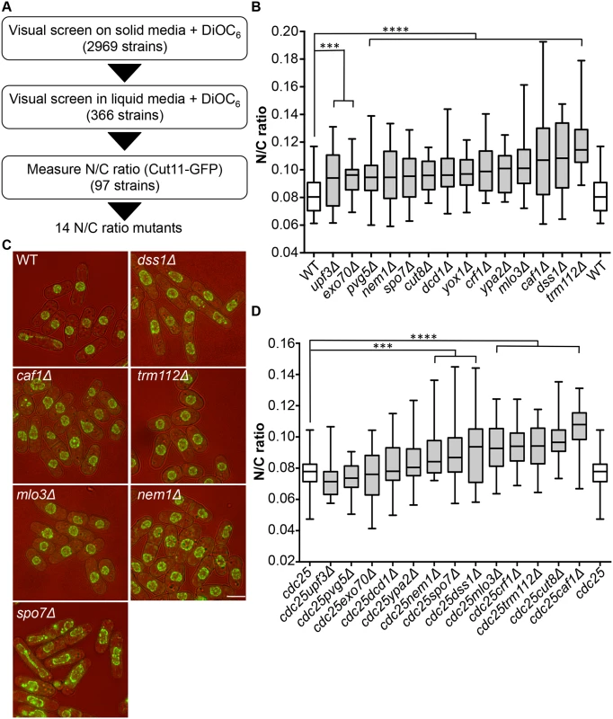 Identification of N/C ratio mutants.