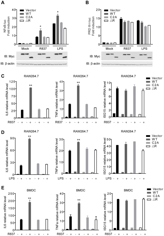 MARCH5 synergizes TLR7- induced NF-κB activation.