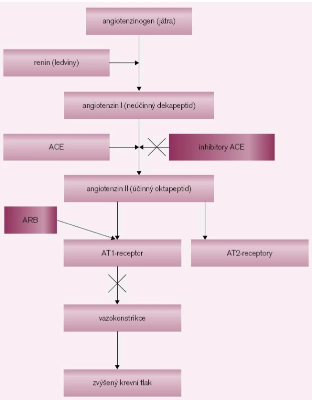 Syntéza angiotenzinu a možná inhibice jeho účinku.
Angiotenzinogen se syntetizuje v játrech, renin v ledvinách. Renin je enzym, který konvertuje angiotenzinogen na angiotenzin I, což je neúčinný dekapeptid. Konverzí dekapeptidu-angiontenzinu I na oktapeptid-angiotenzin II se získává jedna z nejúčinnějších presorických látek. Angiotenzin II se váže na specifický receptor AT<sub>1</sub>, čímž se vyvolá mohutná přímá vazokonstrikce a stimuluje se také vyplavení aldosteronu a noradrenalinu. Abychom zabránili účinkům angiotenzinu II, používáme inhibitory ACE, které inhibují angiontenzin konvertující enzym. Druhou možností je podání kompetitivních antagonistů AT<sub>1</sub> (blokátorů AT<sub>1</sub> receptorů) – sartanů, které tento receptor obsadí a tím zabrání působení angiotenzinu II. Inhibitory ACE brání rozpadu bradykininu a jeho zvýšenou koncentrací se mohou objevit jeho nežádoucí účinky jako kašel a angioneurotický edém.