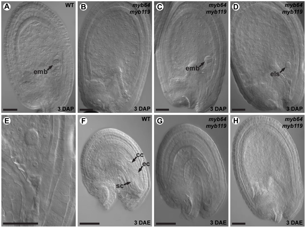 <i>myb64 myb119</i> gametophytes initiate autonomous endosperm development.