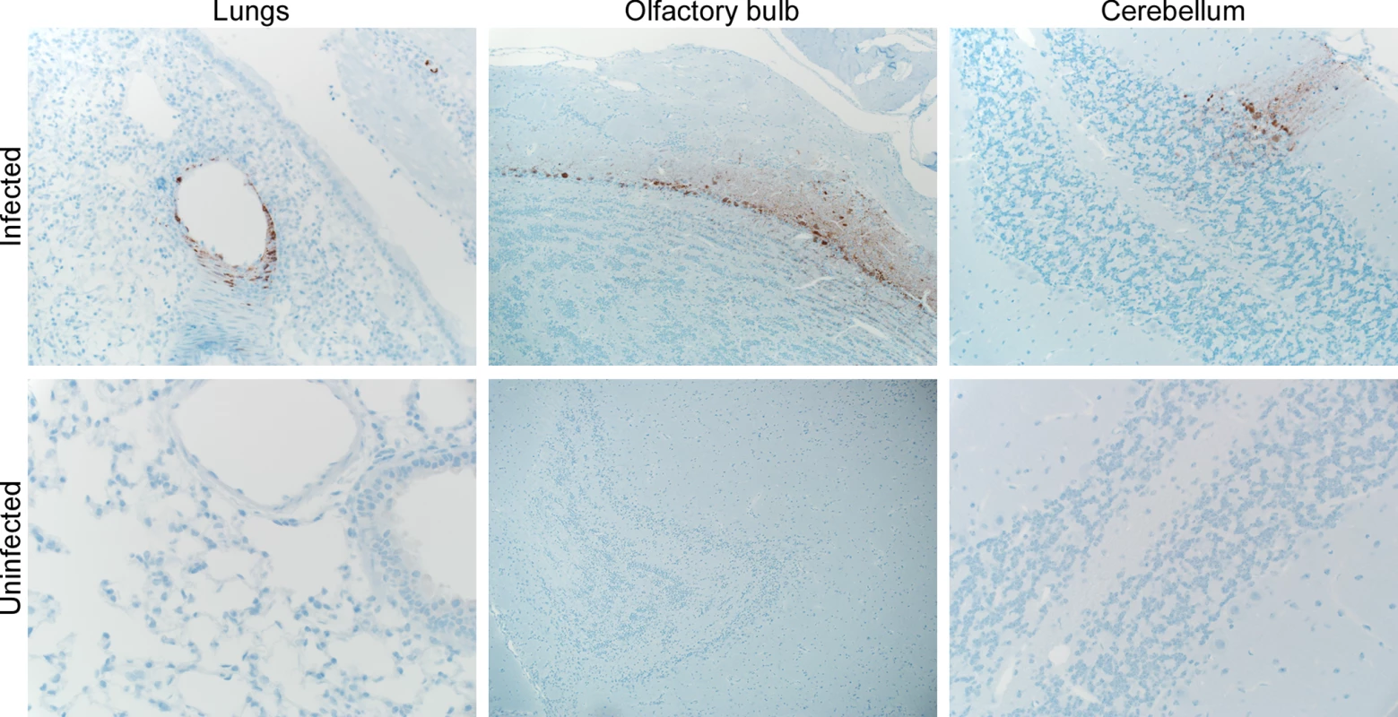 Immunohistochemical analysis of tissues collected from a Syrian hamster inoculated with Nipah virus via drinking.