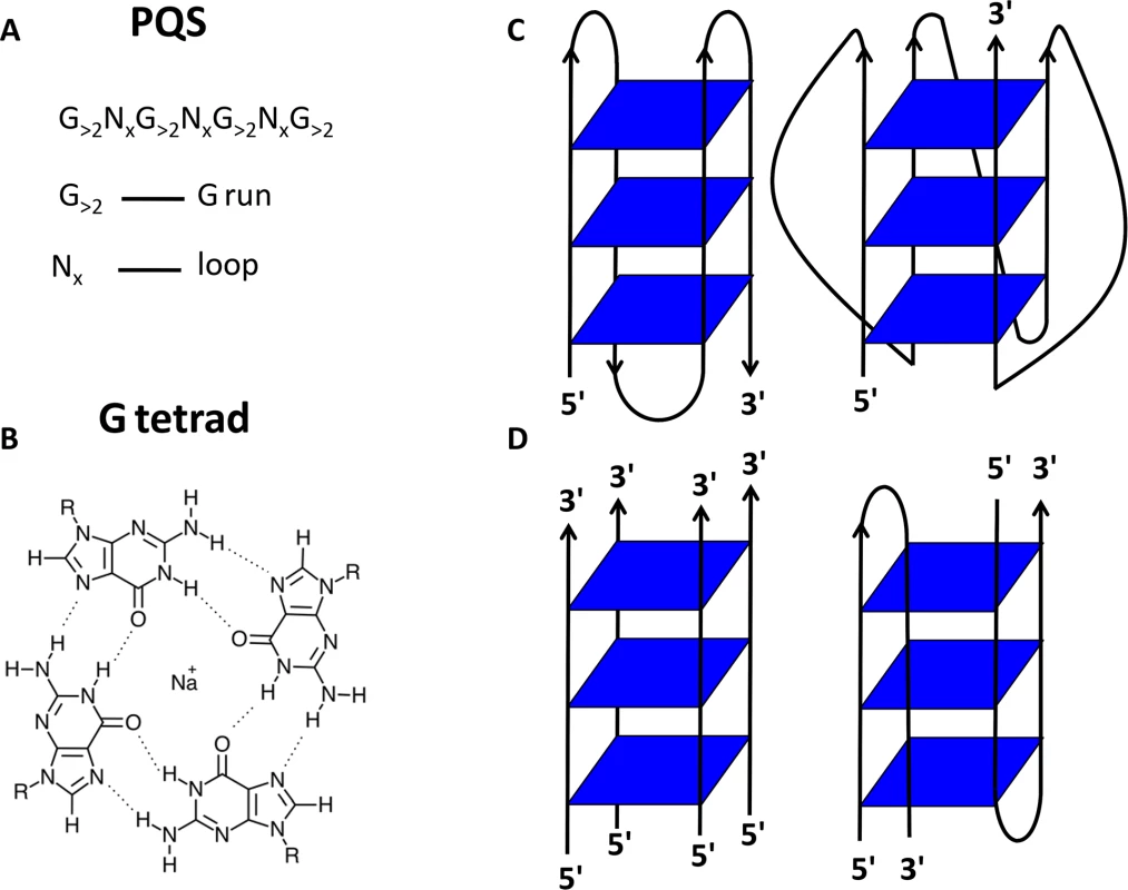 G-quadruplex (G4) structure.