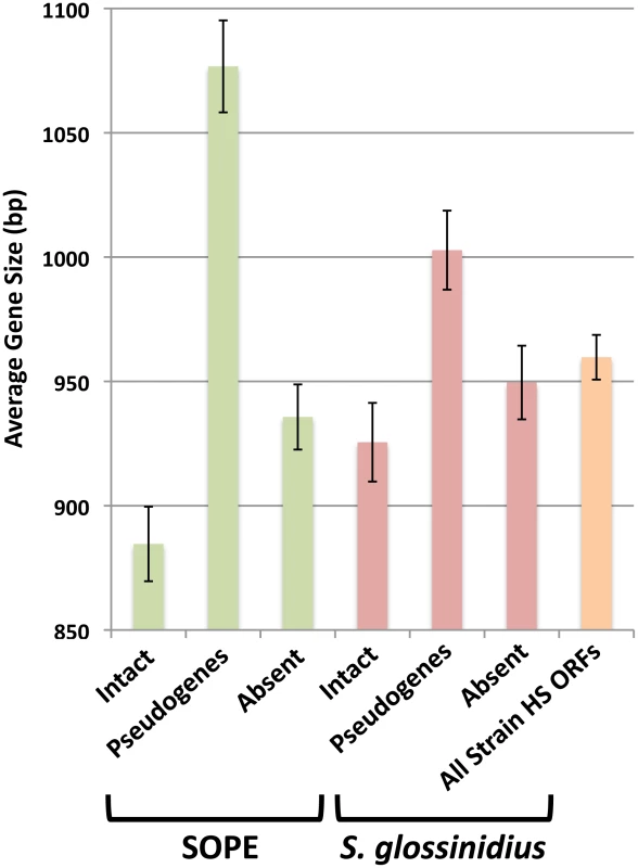 Average size of strain HS orthologs classified as intact, pseudogenized, and absent in SOPE (green) and <i>S. glossinidius</i> (red).