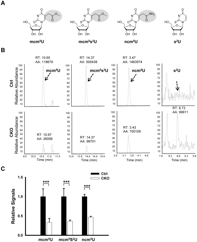 <i>Ikbkap</i> is required for the formation of mcm<sup>5</sup>U, ncm<sup>5</sup>U, and mcm<sup>5</sup>s<sup>2</sup>U in tRNA.