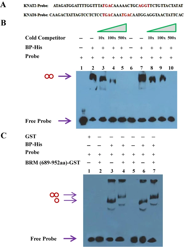 BP binds to <i>KNAT2</i> and <i>KNAT6 in vitro</i>.