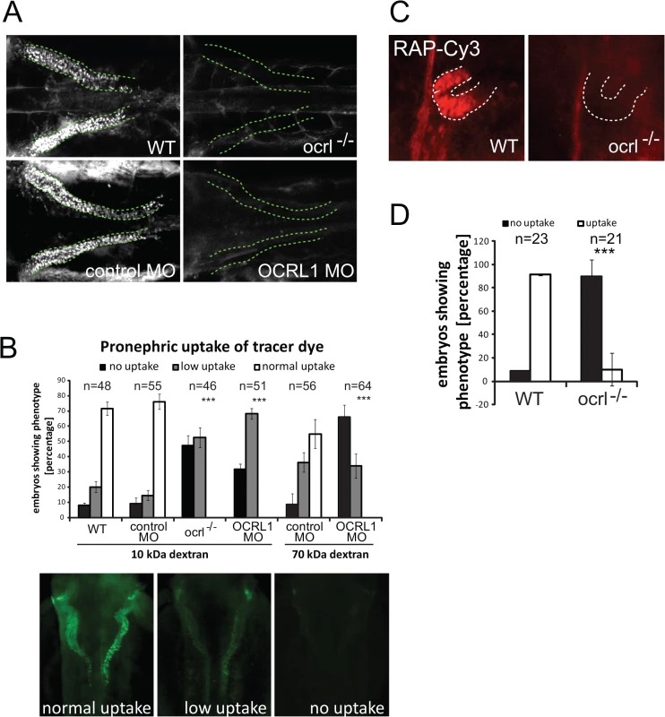 Impairment of pronephric uptake in OCRL1 deficient zebrafish embryos.