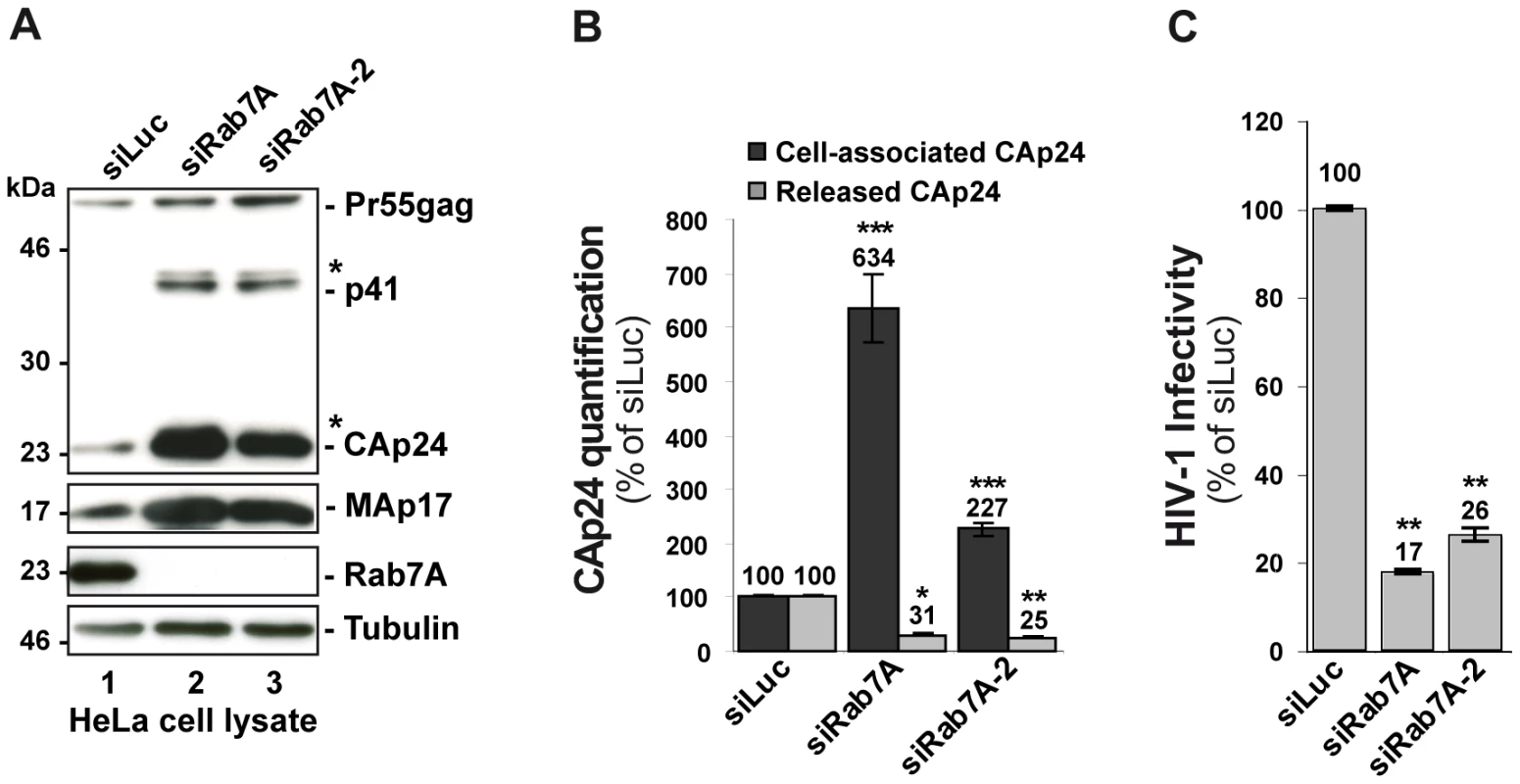 Rab7A depletion reduces the release of HIV-1 particles.