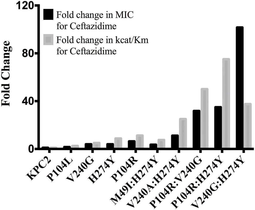 Bar graph comparing the MIC for ceftazidime (black) and catalytic efficiency for ceftazidime hydrolysis (gray).