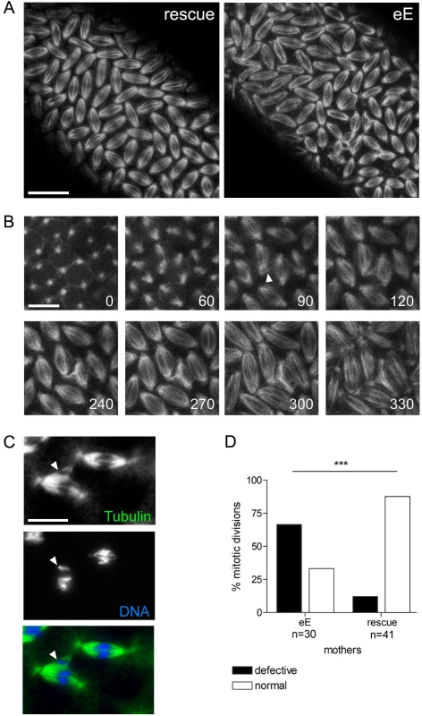 Trespassing microtubules attach to neighboring chromosomes.