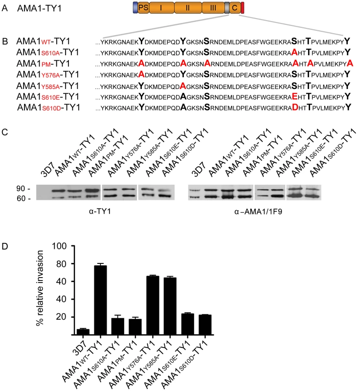 The <i>Pf</i>PKA phosphorylated residue S610 is required for efficient merozoite invasion.