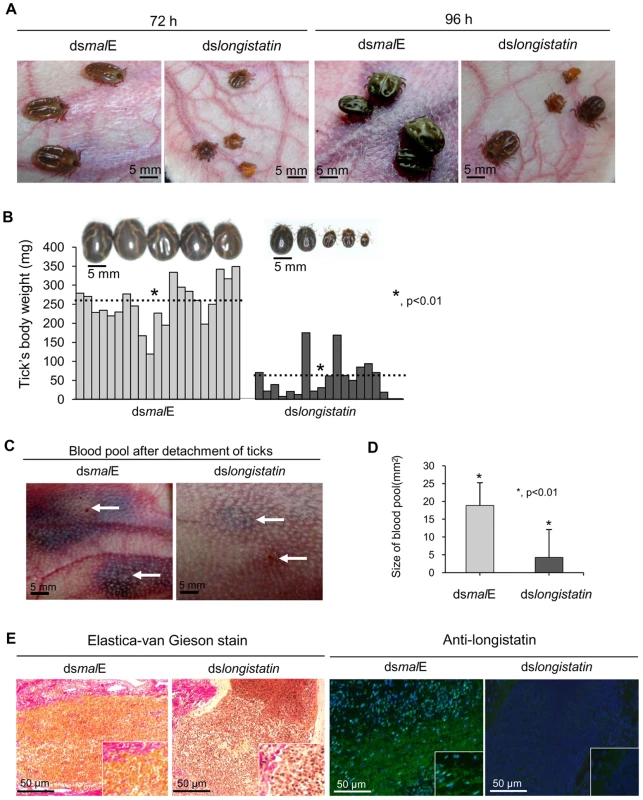Effects of post-transcriptional silencing of <i>longistatin</i> gene on blood pool formation and blood feeding.