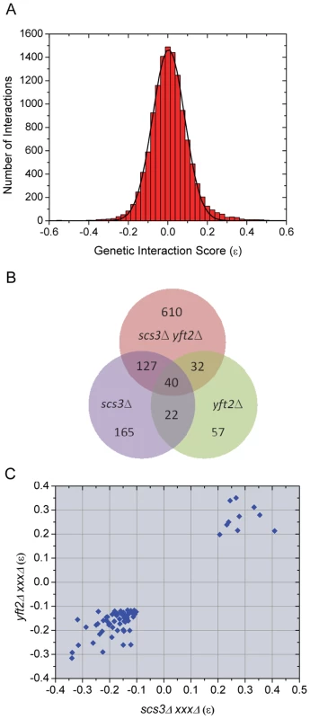 Evaluation and overlap of SGA data from screens of <i>scs3</i>Δ, <i>yft2</i>Δ, and <i>scs3</i>Δ <i>yft2</i>Δ strains.