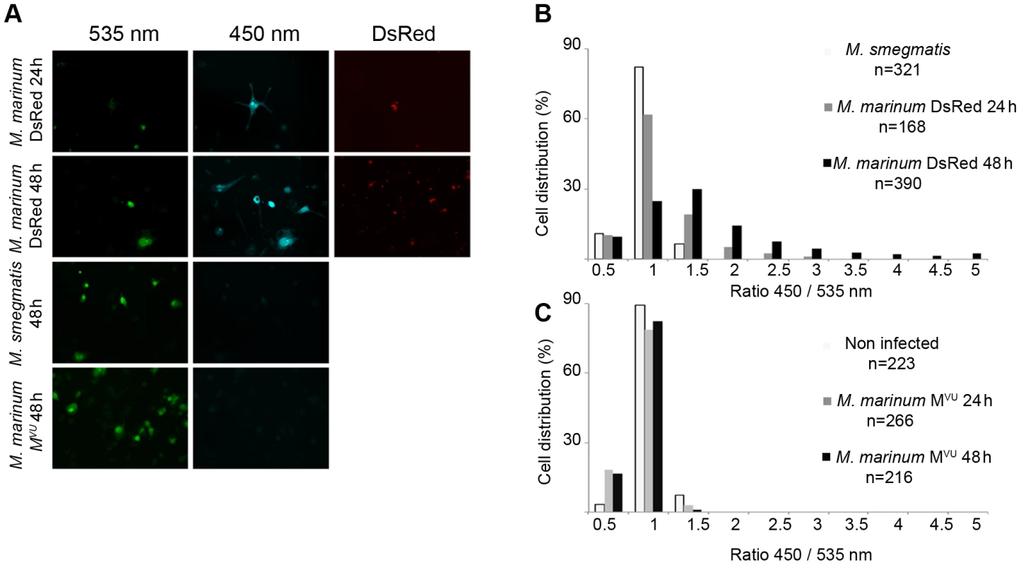 <i>M. marinum</i> is able to rupture the phagosome of THP-1 cells unlike an ESAT-6/CFP-10 secretion-deficient strain.
