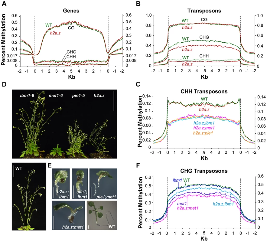 DNA methylation profiles of <i>h2a.z</i>-related mutants.