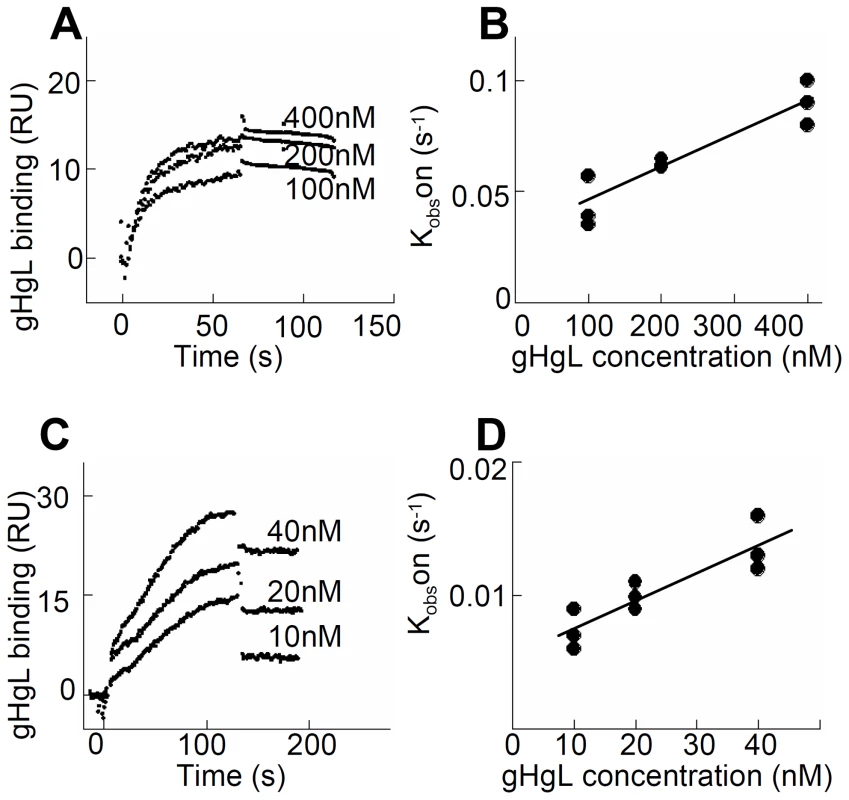 A soluble form of HSV gH/gL binds soluble αvβ6- and αvβ8–integrin at high affinity.