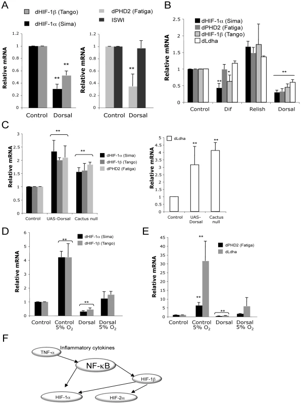 NF-κB–mediated control of the HIF system is conserved in <i>Drosophila</i>.