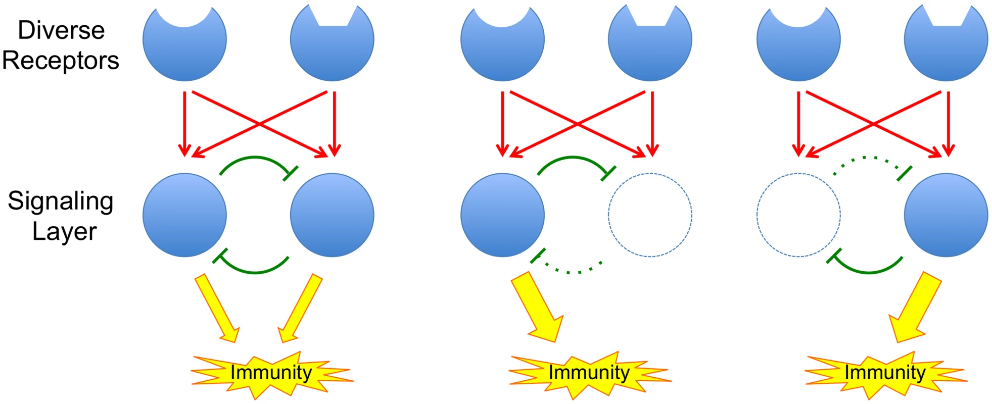 The principle of a buffered signaling network.