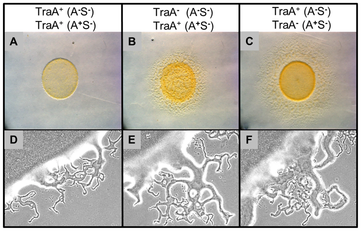 Outer membrane exchange regulates mixed colony swarm expansion.