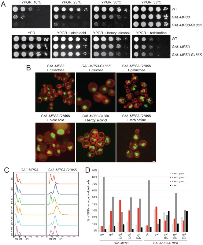 Alteration of membrane properties suppresses <i>MPS3-G186K</i>.