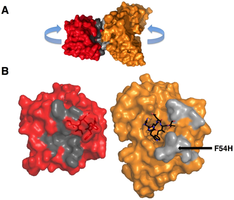 GEPs binding surfaces on T117.