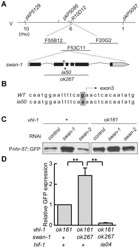 <i>ia50</i> is a loss of function mutation in the <i>swan-1</i> gene.