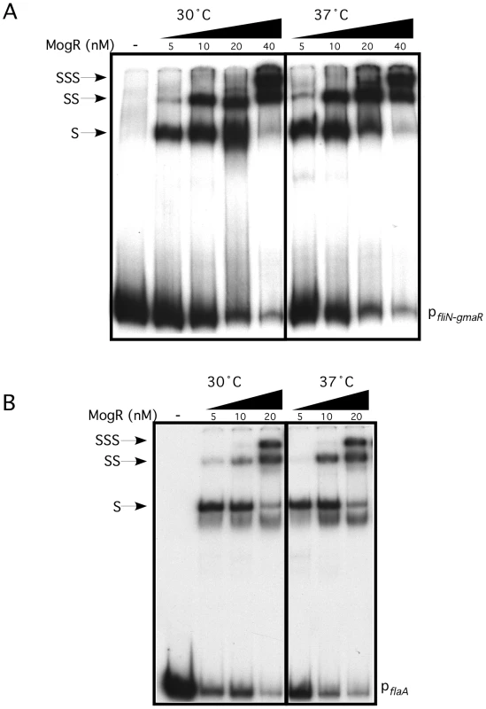 MogR binds to flagellar gene promoter region DNA in a temperature-independent manner.