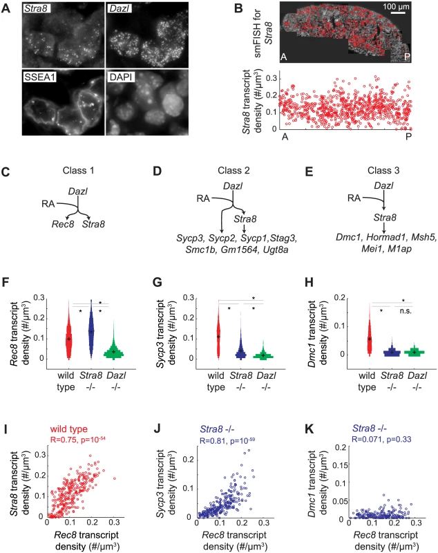 Single molecule FISH analysis corroborates three classes of gene regulation at the level of individual germ cells.