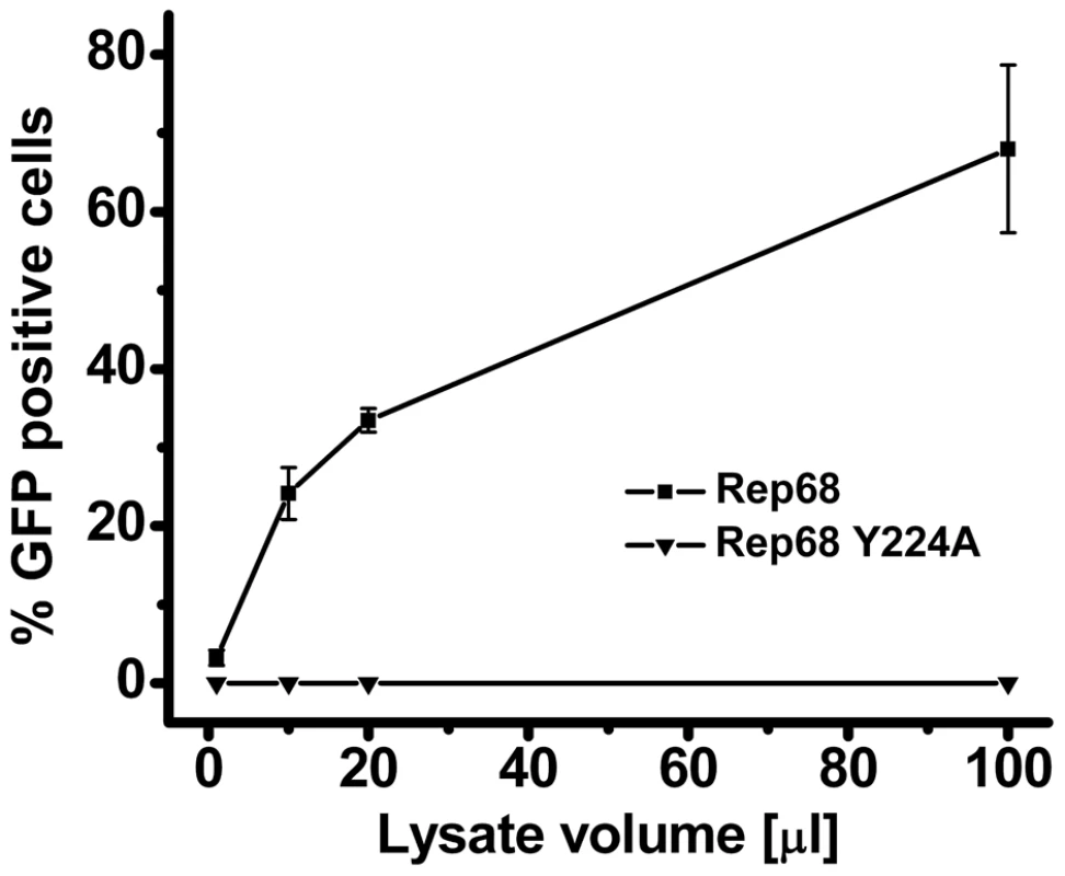 Effect of Y224 mutation on AAV-2 virus liability.