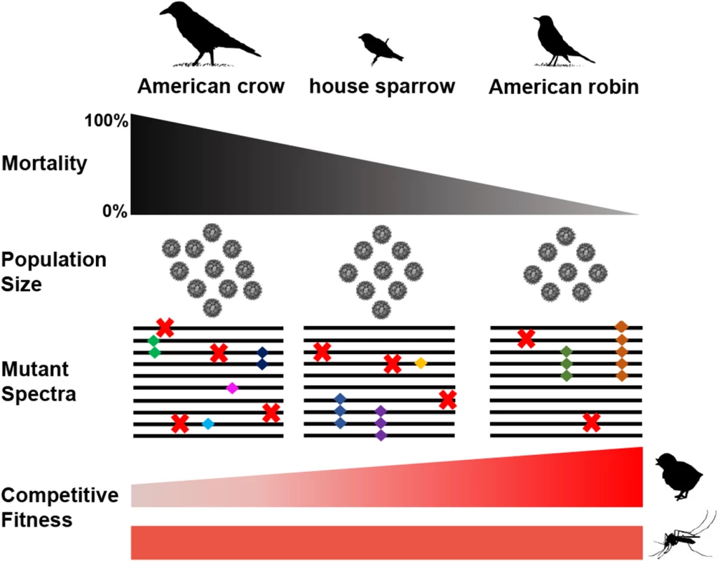 Species-specific composition of WNV populations and competitive fitness.