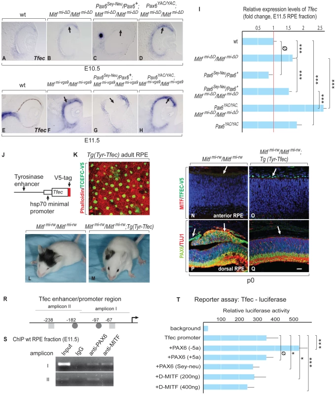 <i>Tfec</i> is regulated by <i>Pax6</i> and compensates an <i>Mitf</i> mutation in the RPE.