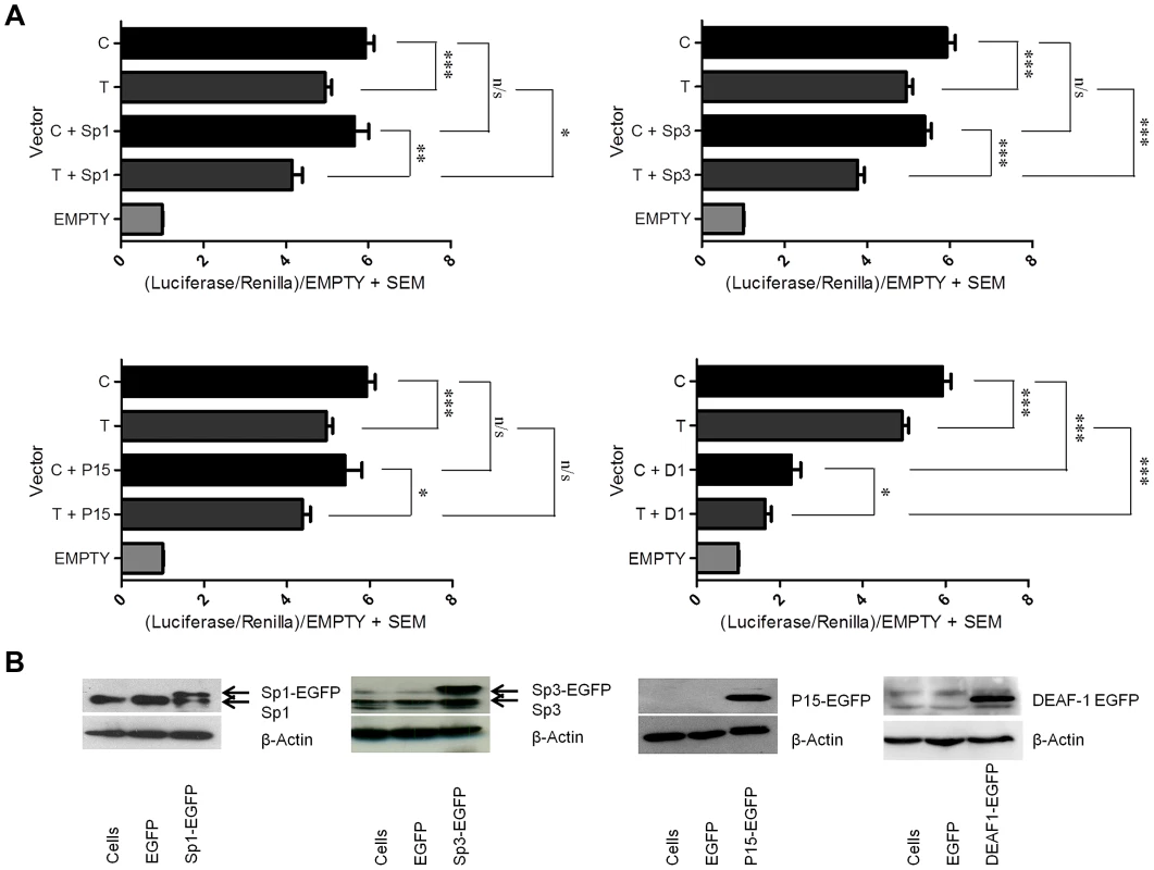 Over expression of the Sp1, Sp3, P15, and DEAF-1 proteins.