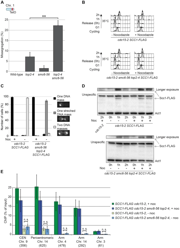 Smc5/6 promotes segregation of intertwined chromatids without perturbing cohesin removal.