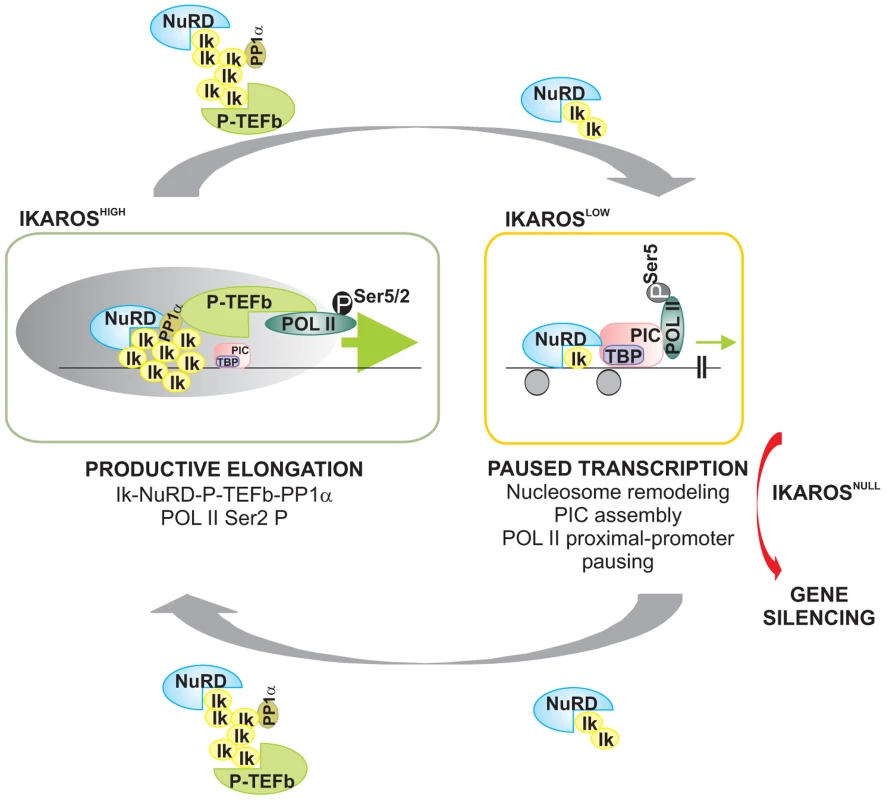 Model of IKAROS dosage effect for formation and recruitment of the NuRD-P-TEFb complex and transcription elongation control of IKAROS-target genes.